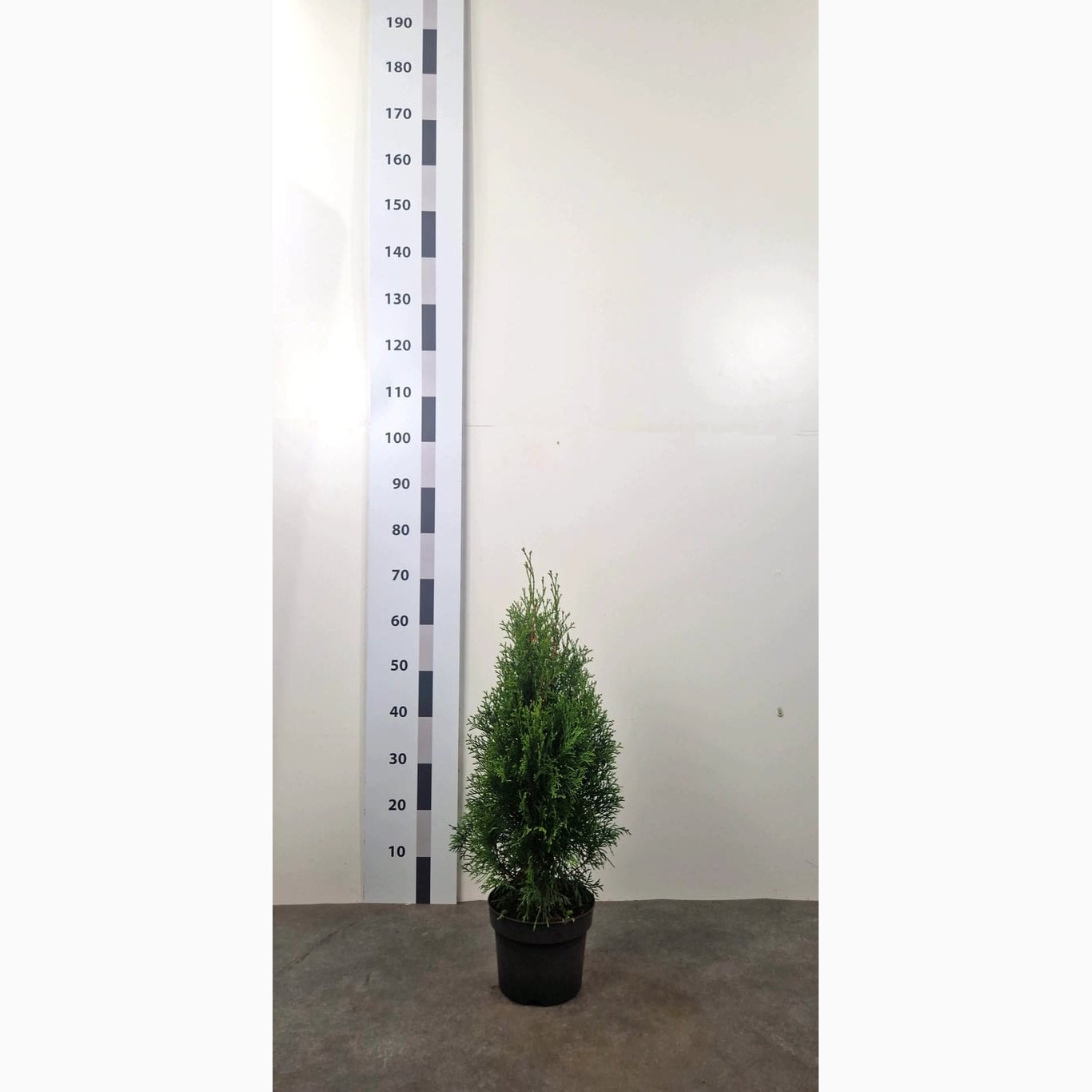 Thuja – Thuja occidentalis 'Smaragd' - C3 50-60 CM